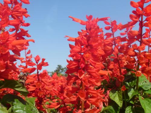 一串红叶子又小又黄怎么办 一串红叶子黄与这些因素有关系