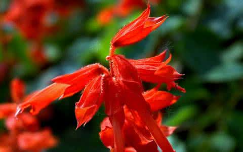 一串红叶子又小又黄怎么办 一串红叶子黄与这些因素有关系