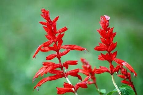 一串红叶子又小又黄怎么办 一串红叶子黄与这些因素有关系