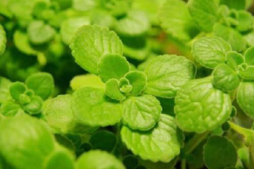 ������Ҷ�ӷ���������ô�� 3�н�����ٽ��������Ҷ������