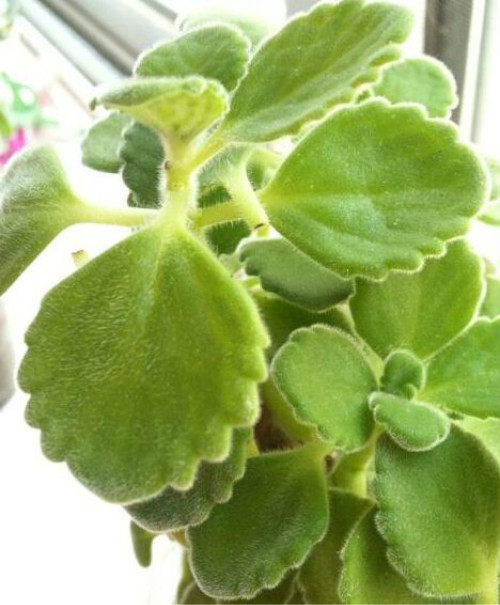 ������Ҷ�ӷ���������ô�� 3�н�����ٽ��������Ҷ������