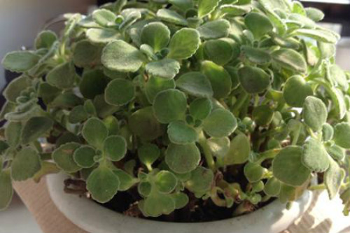 ������Ҷ�ӷ���������ô�� 3�н�����ٽ��������Ҷ������