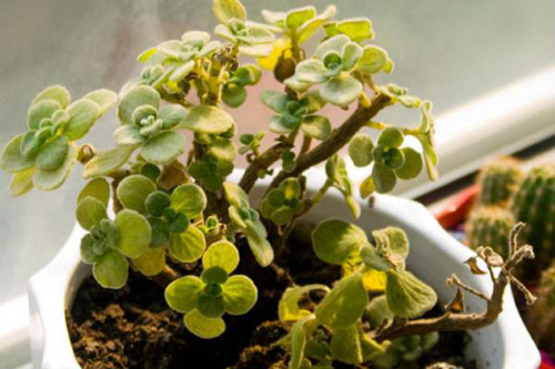 ������Ҷ�ӷ���������ô�� 3�н�����ٽ��������Ҷ������