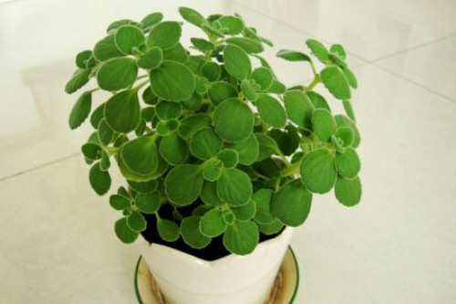 碰碰香有毒吗能在卧室放吗 碰碰香对孕妇有没有危害真相揭秘