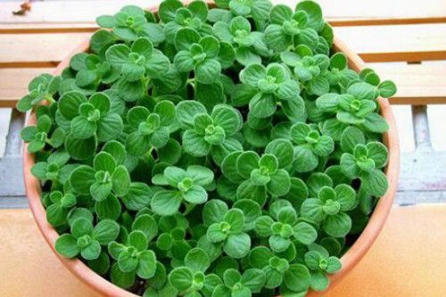 碰碰香有毒吗能在卧室放吗 碰碰香对孕妇有没有危害真相揭秘