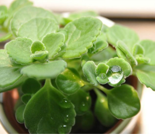 碰碰香有毒吗能在卧室放吗 碰碰香对孕妇有没有危害真相揭秘