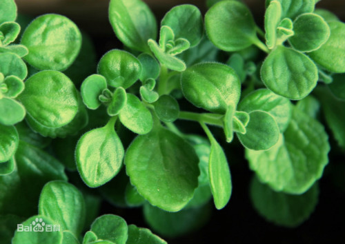 碰碰香有毒吗能在卧室放吗 碰碰香对孕妇有没有危害真相揭秘