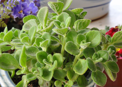 碰碰香有毒吗能在卧室放吗 碰碰香对孕妇有没有危害真相揭秘