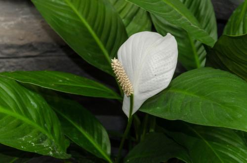 白掌叶子尖发黄下垂怎么办要剪掉吗 白掌叶子发黄这么挽救绝对ok