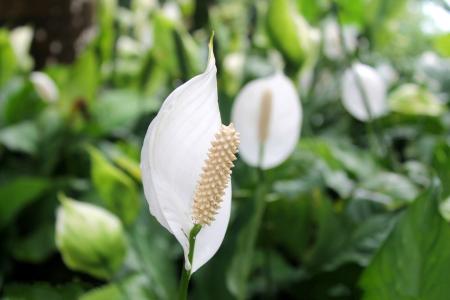 白掌叶子尖发黄下垂怎么办要剪掉吗 白掌叶子发黄这么挽救绝对ok