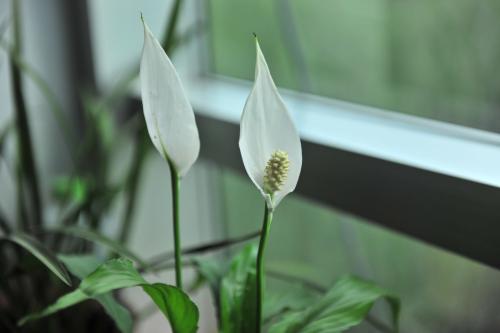 白掌叶子尖发黄下垂怎么办要剪掉吗 白掌叶子发黄这么挽救绝对ok