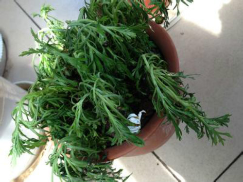 ����Ҷ��������ô�� ����Ҷ�ӷ������������ܾȻ�Ŷ