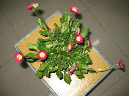 ����Ҷ��������ô�� ����Ҷ�ӷ������������ܾȻ�Ŷ