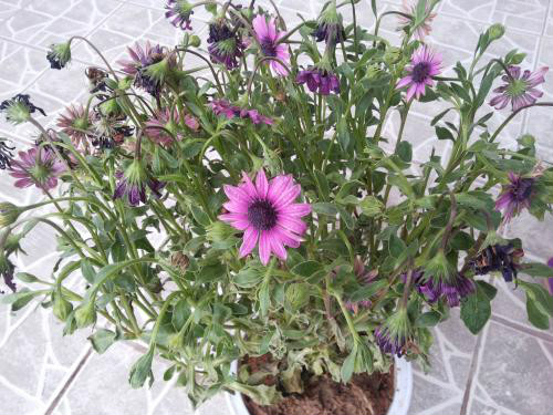 ����Ҷ��������ô�� ����Ҷ�ӷ������������ܾȻ�Ŷ