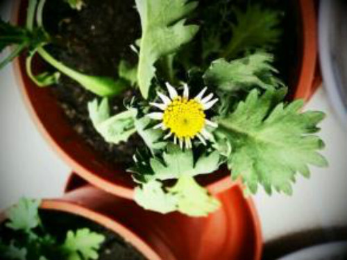 ����Ҷ��������ô�� ����Ҷ�ӷ������������ܾȻ�Ŷ