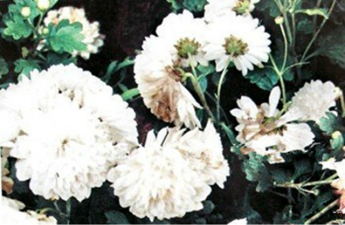 ����Ҷ��������ô�� ����Ҷ�ӷ������������ܾȻ�Ŷ