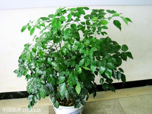 �̱����޼�����ͼ��ʲô�����޼��� �̱���̫������������֦����