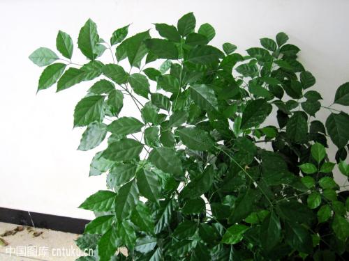 �̱����޼�����ͼ��ʲô�����޼��� �̱���̫������������֦����