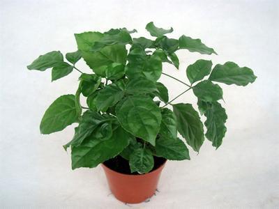 �̱����޼�����ͼ��ʲô�����޼��� �̱���̫������������֦����