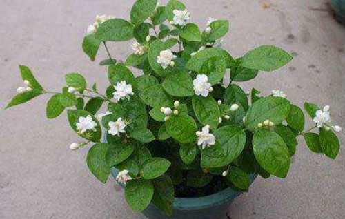 茉莉花怎么养开花多 茉莉不开花可是是下面这些原因导致的