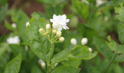 茉莉花怎么养开花多 茉莉不开花可是是下面这些原因导致的