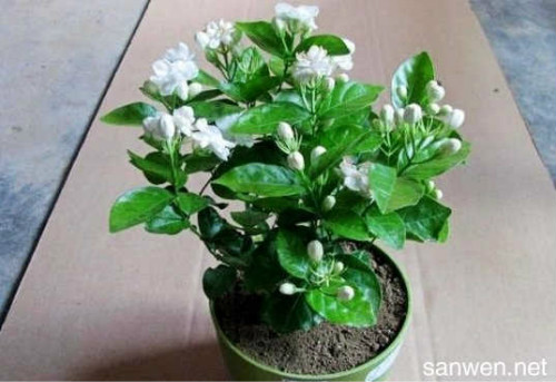 茉莉花怎么养开花多 茉莉不开花可是是下面这些原因导致的