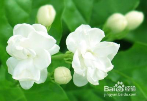 茉莉花怎么养开花多 茉莉不开花可是是下面这些原因导致的