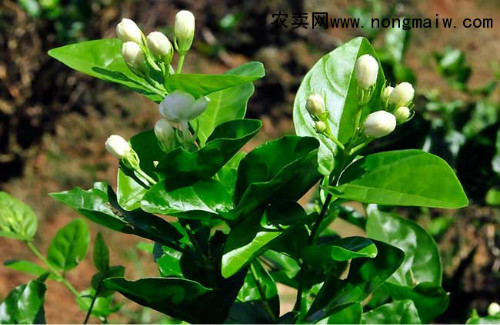 茉莉花怎么养开花多 茉莉不开花可是是下面这些原因导致的