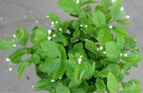 茉莉花怎么养开花多 茉莉不开花可是是下面这些原因导致的
