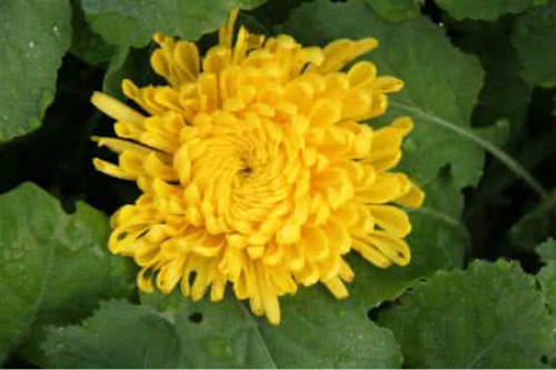 ��˿�ʾյĹ�Ч����������Щ  ���Ȼʾղ軹����ô��ô�