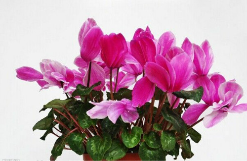 仙客来开花后怎么处理 仙客来开花后如何施肥花期注意事项介绍