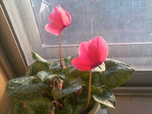 仙客来开花后怎么处理 仙客来开花后如何施肥花期注意事项介绍