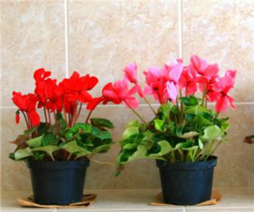 仙客来开花后怎么处理 仙客来开花后如何施肥花期注意事项介绍