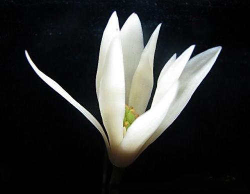 白兰花的风水好吗放在什么位置合适 白兰花的风水作用在这里