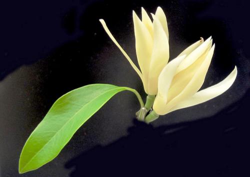 白兰花的风水好吗放在什么位置合适 白兰花的风水作用在这里