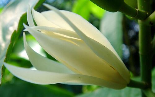 白兰花的风水好吗放在什么位置合适 白兰花的风水作用在这里