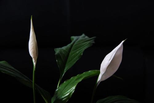 白兰花的风水好吗放在什么位置合适 白兰花的风水作用在这里