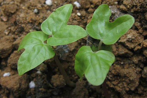 垂吊矮牵牛怎么养殖播种时间 垂吊矮牵牛种植方法你掌握了吗