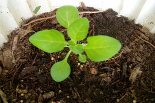 垂吊矮牵牛怎么养殖播种时间 垂吊矮牵牛种植方法你掌握了吗