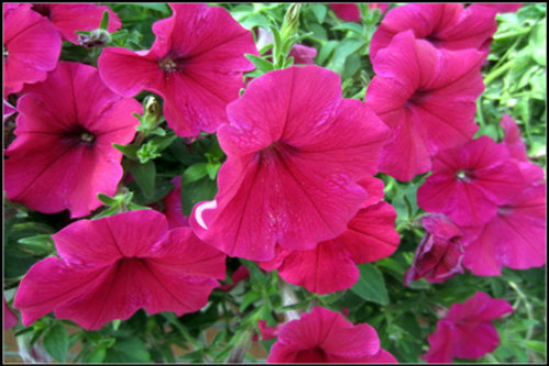 垂吊矮牵牛怎么养殖播种时间 垂吊矮牵牛种植方法你掌握了吗