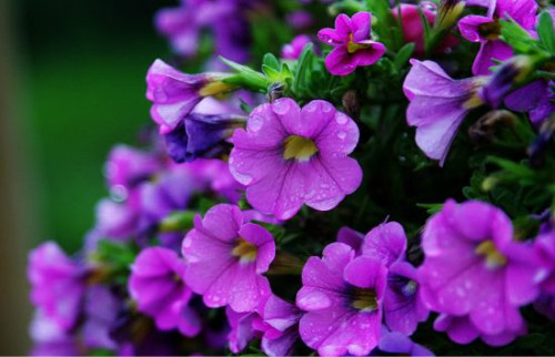 垂吊矮牵牛怎么养殖播种时间 垂吊矮牵牛种植方法你掌握了吗