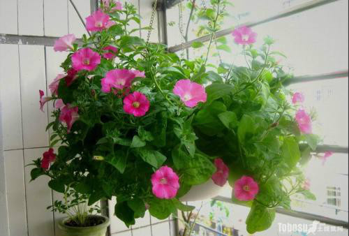 垂吊矮牵牛怎么养殖播种时间 垂吊矮牵牛种植方法你掌握了吗