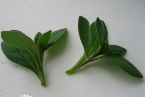 ǣţʲôʱǤöǤ ǣţôǤ巽ͼ