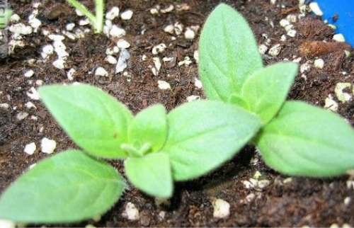 ǣţʲôʱǤöǤ ǣţôǤ巽ͼ