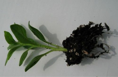 矮牵牛什么时候扦插好冬天可以扦插吗 矮牵牛怎么扦插方法图解