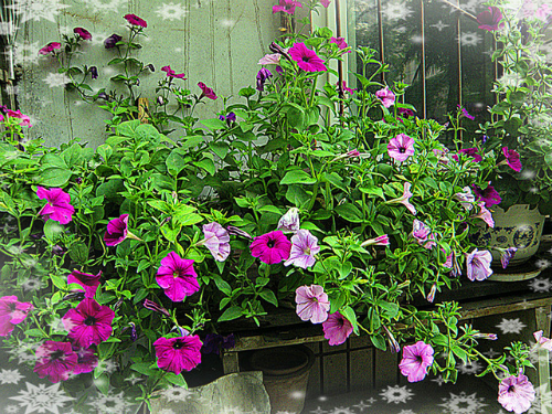 矮牵牛什么时候扦插好冬天可以扦插吗 矮牵牛怎么扦插方法图解