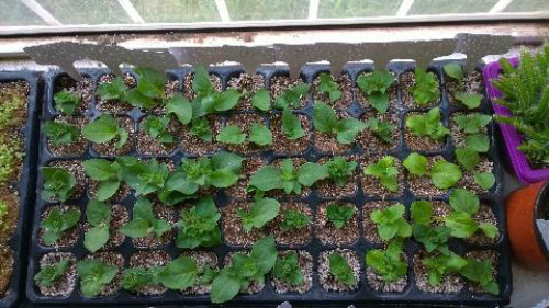 ǣţʲôʱǤöǤ ǣţôǤ巽ͼ