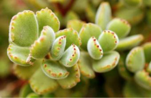 熊童子指甲为什么不红 熊童子怎么养出红爪子方法介绍