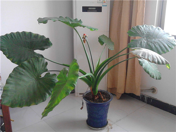 滴水观音能放在卧室吗适合放在哪个地方 滴水观音开花有什么兆头