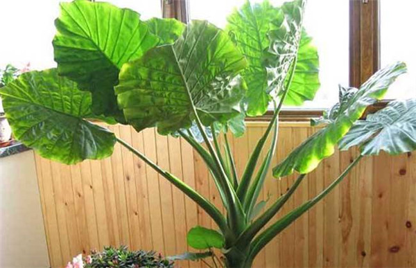 滴水观音能放在卧室吗适合放在哪个地方 滴水观音开花有什么兆头